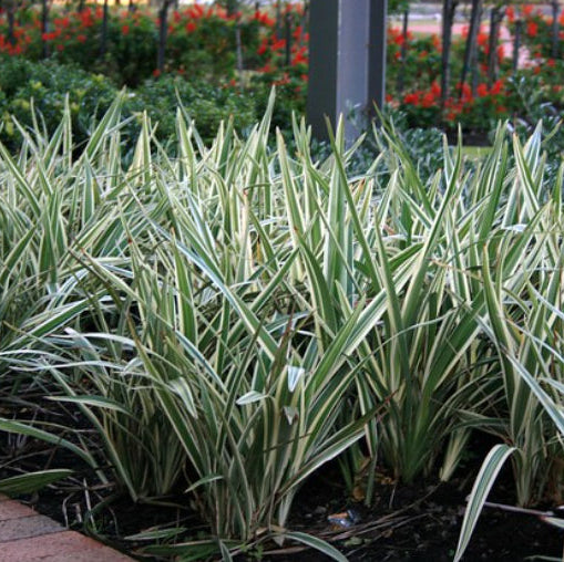 Dianella Silver Streak