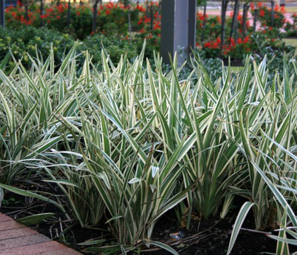 Dianella Silver Streak