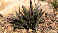 Dianella tasmanica PBR Blaze tm