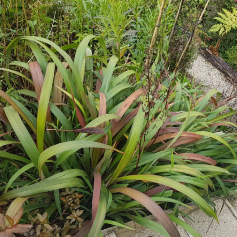 Dianella tasmanica Cherry Red