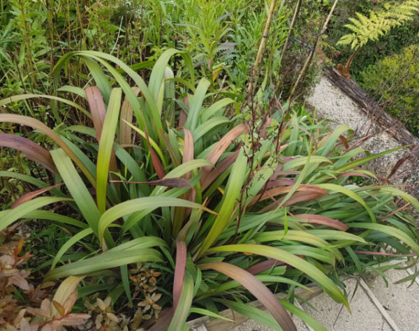 Dianella tasmanica Cherry Red