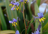 Dianella tasmanica (TR20)  PBR  TASRED rtm