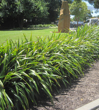 Load image into Gallery viewer, Dianella tasmanica (TR20)  PBR  TASRED rtm
