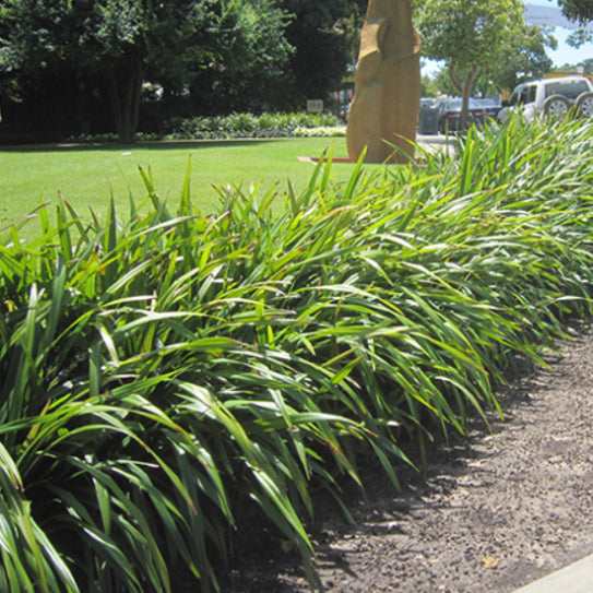 Dianella tasmanica Tasred PBR