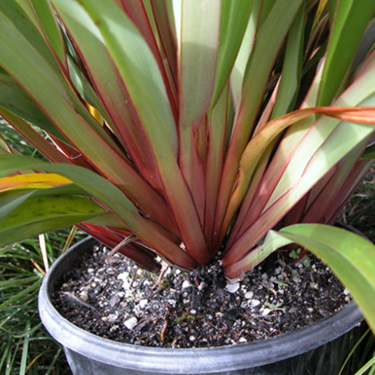 Dianella tasmanica Tasred PBR