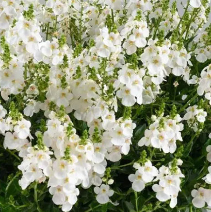 Diascia Trinity Grace
