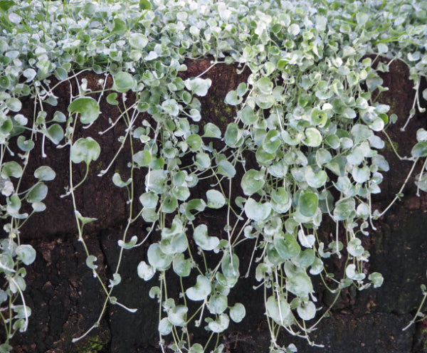 Dichondra argentea Silver Falls