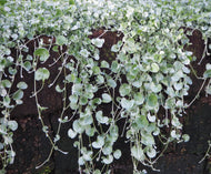 Dichondra argentea Silver Falls