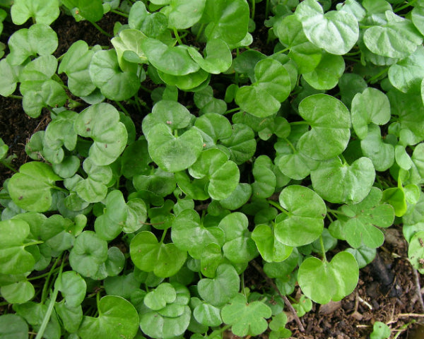 Dichondra repens