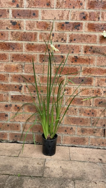 Dietes bicolour African Iris
