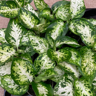 Dieffenbachia maculata