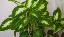 Load image into Gallery viewer, Dieffenbachia maculata
