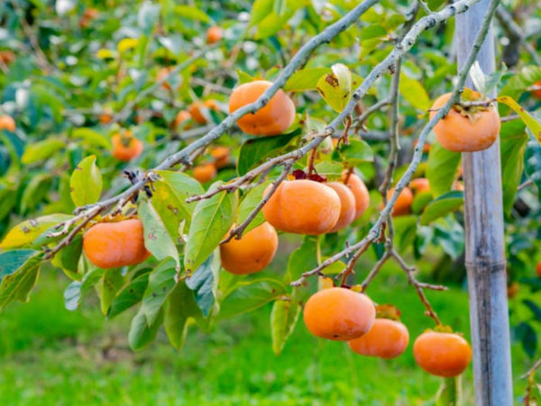 Diospyros Ichikikei Jiro Persimmon