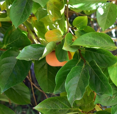 Diospyros kaki Jiro Non Astringent Persimmon