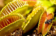 Dionaea muscipula Venus Fly Trap