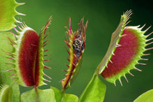 Load image into Gallery viewer, Dionaea muscipula Venus Fly Trap
