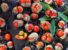 Load image into Gallery viewer, Diploglotis campbellii Small-leaved Tamarind
