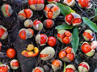 Diploglotis campbellii Small-leaved Tamarind