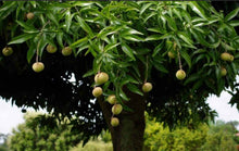 Load image into Gallery viewer, Diploglotis campbellii Small-leaved Tamarind
