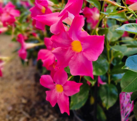 Dipladenia spp. Hot Pink