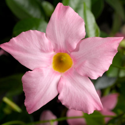Dipladenia spp. Light Pink