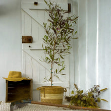 Load image into Gallery viewer, Purple Hop Bush
