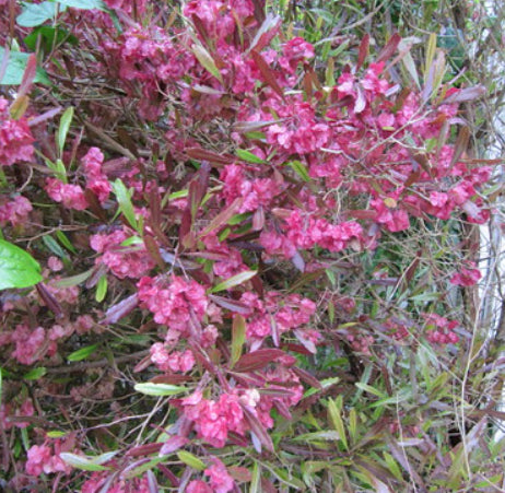 Purple Hop Bush - Dodonaea viscosa purpurea