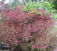 Load image into Gallery viewer, Purple Hop Bush
