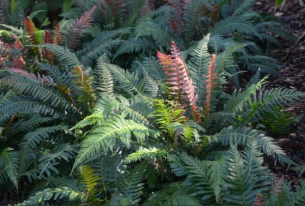 Doodia aspera Prickly Rasp Fern