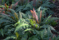 Doodia aspera Prickly Rasp Fern