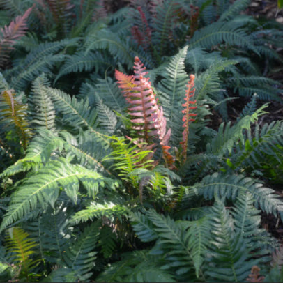 Doodia aspera Prickly Rasp Fern