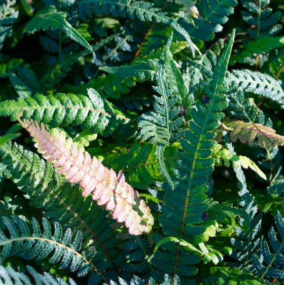 Doodia australis Common Rasp Fern – Mountain View Nursery