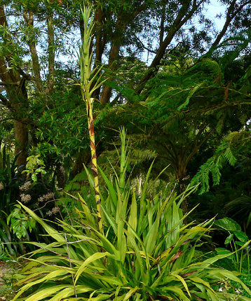 Doryanthes excelsa Gymea Lily