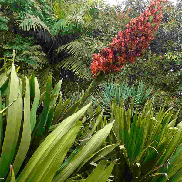Doryanthes palmeri