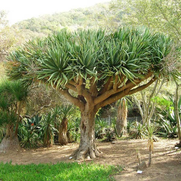 Dracaena draco 'Dragon Tree'