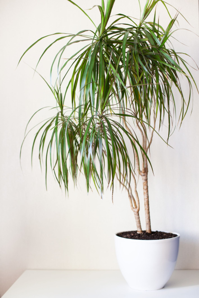 Dracaena draco 'Dragon Tree'