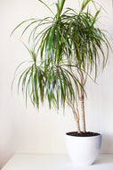 Dracaena draco 'Dragon Tree'