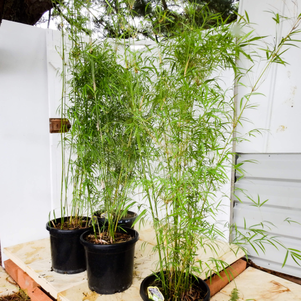 Himalayan Weeping Bamboo