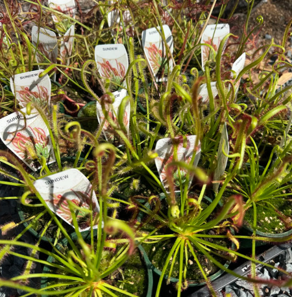 Drosera Assorted Sundew