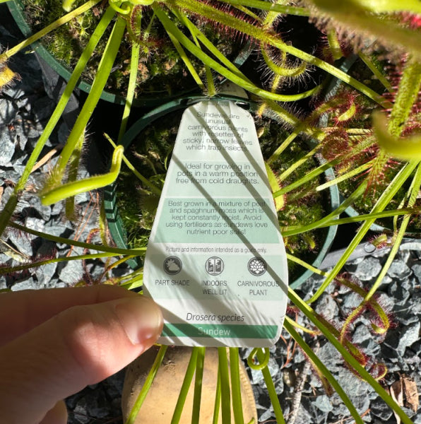 Drosera Assorted Sundew