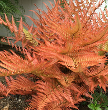 Load image into Gallery viewer, Dryopteris erythrosora Autumn Fern
