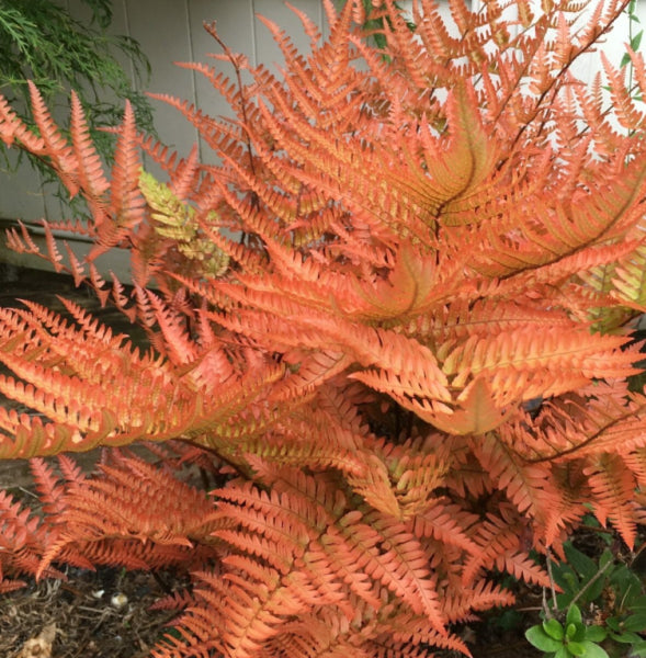 Dryopteris erythrosora Autumn Fern
