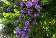 Duranta erecta Geisha Girl  (syn. repens)