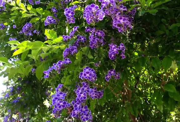 Duranta erecta Geisha Girl  (syn. repens)