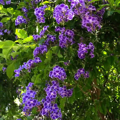 Duranta erecta Geisha Girl (syn. repens) – Mountain View Nursery