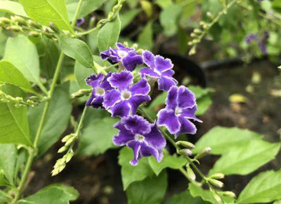 Duranta erecta Geisha Girl  (syn. repens)