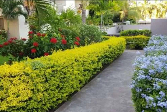 Duranta erecta Sheenas Gold