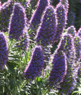 Echium Candicans