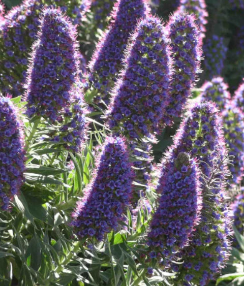 Echium Candicans