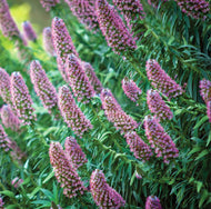 Echium candicans Heronswood Pink